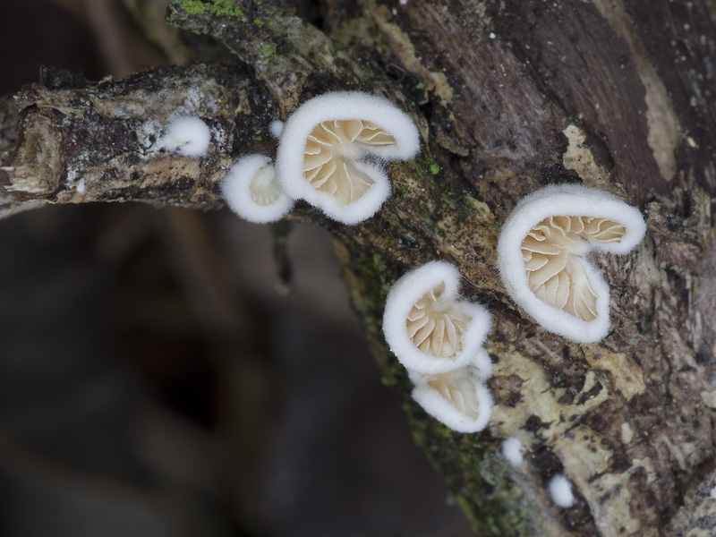 Crepidotus cesatii